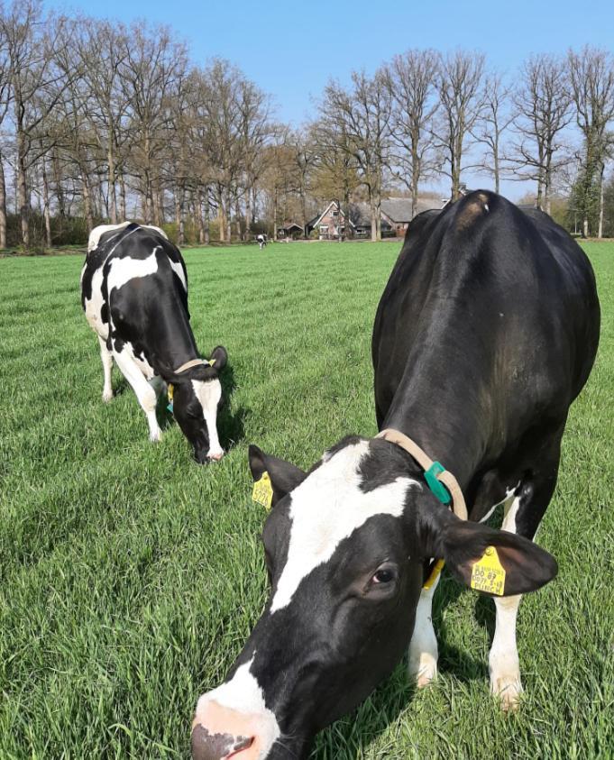 Hoeve De Laan Woudenberg Екстер'єр фото